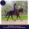 Caballo castrado Pura Sangre En venta 2021 Bayo