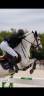 Caballo castrado Connemara En venta 2013 Bayo por espoir kerhamonic