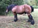 Caballo entero Ardennes En venta 2019 Bayo por Bayard du Rye Boys ,  ard