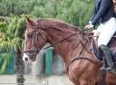 Caballo castrado Silla Francés En venta 2013 Alazán por QLASSIC BOIS MARGOT