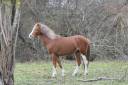 Bronheulog Lennox - Welsh Poni (Sección B) 2019 por BRONHEULOG ROYAL (GBR)