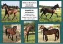 Caballo castrado Media Sangre Arabe En venta 2022 Bayo por RAMSES ORIENTAL