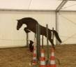 Caballo castrado Media Sangre Arabe En venta 2022 Bayo por RAMSES ORIENTAL