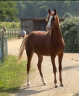 Caballo castrado Media Sangre Arabe En venta 2024 Alazán por RAMSES ORIENTAL