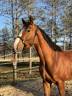 Caballo castrado Silla Francés En venta 2021 Bayo