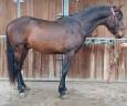 Caballo entero PRE Pura Raza Española En venta 2022 Bayo