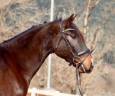 Caballo castrado CDE Caballo Deporte Espanol En venta 2020 Bayo