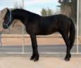 Caballo castrado Origen No Constatado En venta 2021 Negro