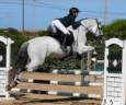 Caballo entero PRE Pura Raza Española En venta 2012 Tordo