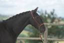 Yegua de ganadería PRE Pura Raza Española En venta 2019 Negro por TENORIO DE VERLIN