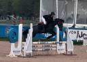 Caballo castrado New Forest En venta 2020 Tordo