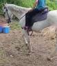 CABALLO CON DOMA
