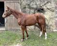 Caballo castrado Silla Francés En venta 2021 Alazán