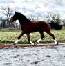 Caballo castrado sBs Caballo de Deporte Belga En venta 2023 Bayo