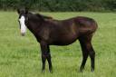 Potranca Paint Horse En venta 2024 Negro