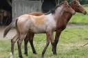 Potro Quarter Horse En venta 2024 Roano