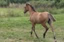 Potranca Quarter Horse En venta 2024 Dun