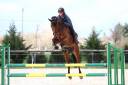 Caballo castrado Silla Francés En venta 2015 Bayo por CANTURO