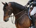 Caballo castrado Silla Francés En venta 2019 Bayo moreno