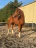 Caballo castrado Silla Francés En venta 2022 Alazán