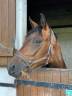 Caballo castrado Anglo-Arabe En venta 2021 Bayo