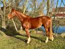 Caballo castrado Silla Francés En venta 2021 Alazán por BALOUBET DU ROUET