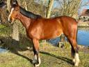 Yegua Silla Francés En venta 2020 Bayo por Emerald van't ruyterhof