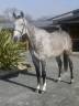 Caballo castrado Silla Francés En venta 2019 Tordo por Velsen Chuquerie