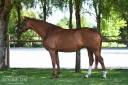 Yegua Hannoveriano En venta 2020 Alazán por Lord Loxley
