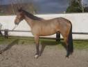 Caballo castrado Silla Francés En venta 2020 Bayo por ORLANDO