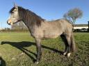 Potranca New Forest En venta 2023 Bayo por KENZO (NDL)