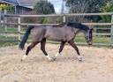 Caballo castrado Silla Francés En venta 2013 Bayo por QUINOTO BOIS MARGOT