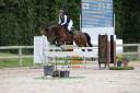 Caballo castrado Silla Francés En venta 2018 Bayo por LAUTERBACH