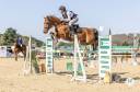 Caballo castrado Silla Francés En venta 2017 Alazán tostado por NORMAN PRE NOIR