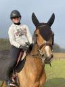 Caballo castrado Silla Francés En venta 2021 Bayo por Cornet's Prinz