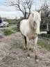 Caballo entero Palomino En venta 2020 Palomino