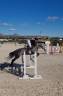 Caballo de salto 6 an̈os