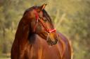 Caballo entero PRE Pura Raza Española En venta 2013 Alazán