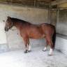 Caballo castrado Franca-Montaña En venta 2006 Bayo