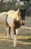 Caballo entero Welsh Poni (Sección B) En venta 2023 Pío por Itak de l’oureal