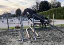 Caballo castrado Zangersheide En venta 2022 Tordo por Columbus Z