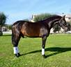 Caballo castrado PRE Pura Raza Española En venta 2022 Bayo moreno