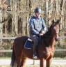 Caballo castrado Pura Sangre En venta 2018 Bayo