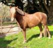 Caballo castrado Connemara En venta 2021 Alazán tostado por TITUS DE LIAF