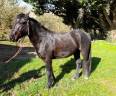 Caballo castrado Connemara En venta 2021 Negro por TITUS DE LIAF