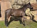 Caballo castrado Silla Francés En venta 2021 Negro