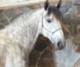 Caballo entero PRE Pura Raza Española En venta 2019 Tordo