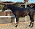 Caballo entero PRE Pura Raza Española En venta 2022 Negro