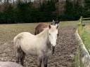Caballo entero Connemara En venta 2023 Tordo