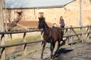 Potro PRE Pura Raza Española En venta 2024 Negro por MAUR TORNADO (PRE)